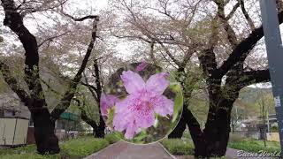 울산울주 #작천정 #벚꽃길(Jakcheonjeong Cherry Blossom Road in Ulju,Ulsan,蔚山蔚州酌川亭樱花路)