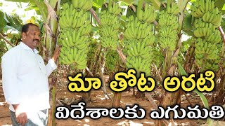 మా తోట అరటి.. విదేశాలకు ఎగుమతి అవుతోంది | Banana Export | రైతు బడి