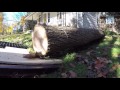 milling a log grinding a stump everything in between.