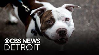 Detroit animal shelter holding \