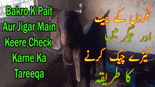 Bakro k pait aur jigar main keere check karne ka tareeqa | Haider's Divine Goat