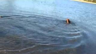 Milo fetching I