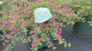 Indigofera 'Rose Carpet' (Dwarf False Indigo) // LONG BLOOMING Groundcover With🌸Rosy-pink Flowers!