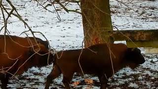 W zagrodzie pokazowej   żubrów  w Jankowicach 06.01.2025 r