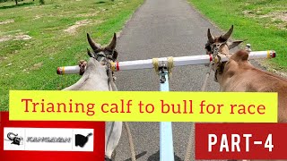 Trianing calf to bull 🐂 for reklarace part 4 | ரேக்ளா ரேஸ் காளை பழக்கும் முறையில் பாகம் 4 | KANGAYAN