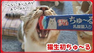 【初めてのちゅ～る】生まれて初めてのちゅ～るに顎が外れそうになるチビ猫　20250111、カラス＆四つ足クインテット（仮）