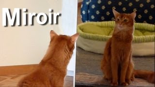 MIROIRS \u0026 CHATS - PAROLE DE CHAT