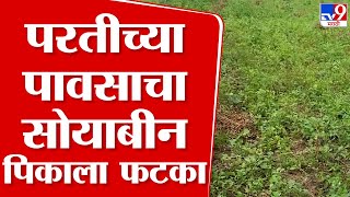 Wardha Soybean | परतीच्या पावसाचा सोयाबीन पिकाला फटका, नुकसानीमुळे शेतकरी हवालदिल | tv9 live