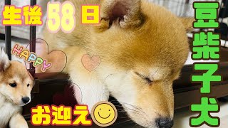 【豆柴】豆柴の子犬をお迎えしました♡【子犬】