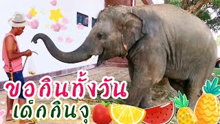 ช้างน่ารักเเสนรู้ ดาวอ้อนพ่อขอกินส้ม คลิปตลกน่ารักช้างน้อย #elephant