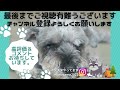 【北海道キャンプ　大雪でもソロキャンプ（八剣山ワイナリー焚き火キャンプ場）】ルナきゃん☆