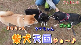 ママの休日にのんびり散歩してたら柴犬天国になりましたｗ【黒柴ゴン太】