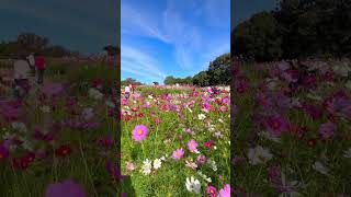 鶴見緑地公園のコスモスが見頃だったよ🌸#大阪 #osaka #鶴見緑地