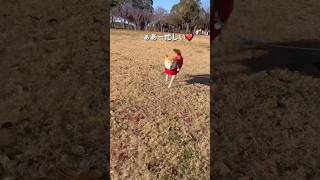 みんなでお散歩🐶🐶🐶💨#柴犬 #チワワ #shorts