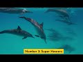 top 10 amazing animal superpowers kids won t believe fun facts about animals for kids