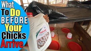 What You Must Do Before Your Day Old Chicks Arrive | Most Farmers Overlook This!