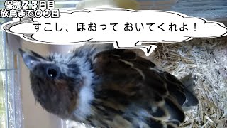 ㉓スズメのひなを保護しました（２３日目）「すこし、ほぉっておいてくれよ！」