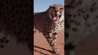 Cheetah Sounds ( Growling Sound ) 🐅 (2)