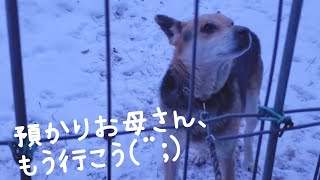 チャコちゃんのところに来てくれた保護犬・くーちゃん～借りてきた猫状態だね🐶💦(2/3撮影)