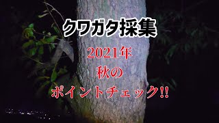 【クワガタ採集】2021年10月目前！久々のデカヒラポイントに…【前編】