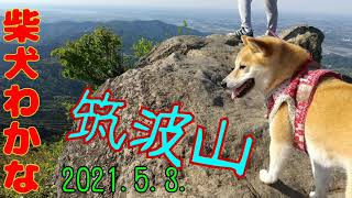 【柴犬わかなの成長日記】2021.5.3.筑波山登山