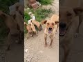 stray mummy dog with her puppies