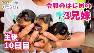 2019年6月14日生まれ・ニコの三つ子ちゃん(生後10日目)【ヨークシャーテリア/yorkshireterrier】