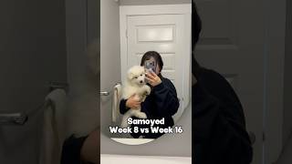 Samoyed Week 8 vs Week 16