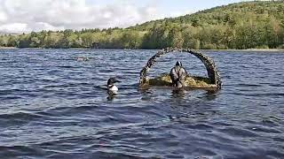 Loon on Nest - First of the Season