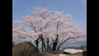 2012.4.12.香川県　高松市　屋島の桜.wmv