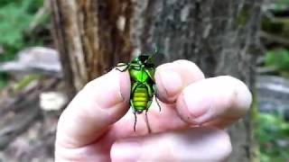 Green Drone Beetle on Sappy Oak Tree アオカナブンがコナラの樹液を舐め、幹を登り、飛ぶ