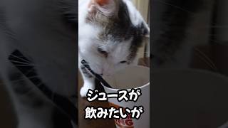 【保護猫】レオ太ストローにジュースの残り香を求める   #shorts