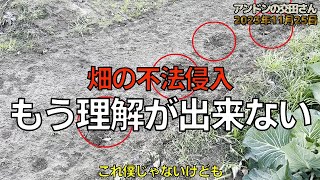 【家庭菜園・農業】 もう理解できない、もう僕は考えない、畑の不法侵入！ 秋冬野菜の管理！ 菜園チェック！ 2023/11/25