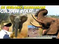 #06 AFRIKA | IRFAN HAKIM DI S3RANG GAJAH LIAR AFRIKA..!!