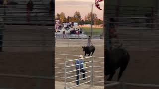 Crazy good young bull!#shorts #america #rodeovideos #rodeo #crazyanimals #idaho