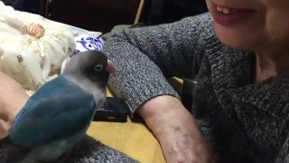 呼ぶと返事をするボタンインコ