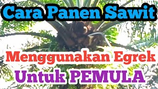 Cara panen sawit menggunakan Egrek