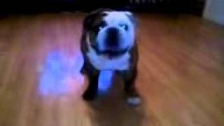 Winston the hopping Bulldog