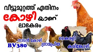 വീട്ടുമുറ്റത്ത് ഏതിനം കോഴിയാണ് ലാഭകരം/Kozhi Paripalanam/നാടൻ കോഴി/BV380/ഗ്രാമപ്രിയ/കൈരളി/കരിങ്കോഴി