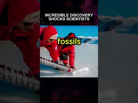 What did the fossils found in Antarctica reveal about its past climate?