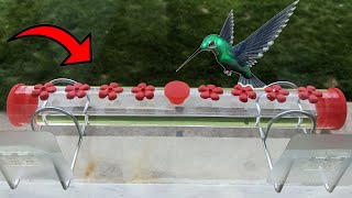 Get an Up Close view of Hummingbirds with THIS Feeder