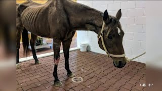 Local horse rescued from muddy conditions | HOUSTON LIFE | KPRC 2