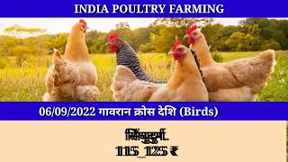 06/09/2022 गावरान क्रोस देशी, Gavran cross Deshi Birds Rate#indpoultry