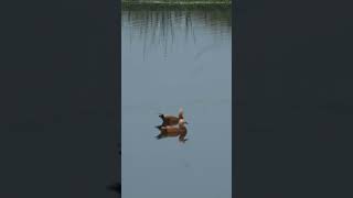 Watch This Ruddy Shelduck Duo Paddle Around. #shorts