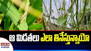 ఆ మిడతలు ఎలా తినేస్తున్నాయో | ABN Telugu