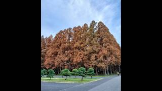 水元公園の紅葉 Mizumoto Park autumn leaves🍁