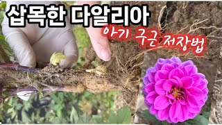 삽목한 다알리아 쥐똥만한 구근 살리기#다알리아 구근저장