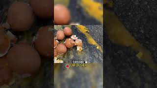 Experiment Car Vs Eggs
