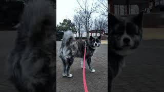 今朝は寒くないけど曇り空☁さくらこは今朝も元気いっぱい🐺🐾💨💨　#秋田犬