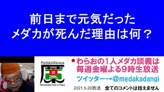 前日まで元気だったメダカが死んだ その理由 滋賀県のメダカ販売店 めだか藁屋 高木正臣